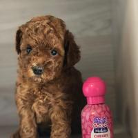 Cucciolo di Barboncino Toy
