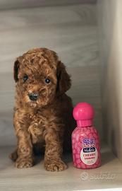 Cucciolo di Barboncino Toy