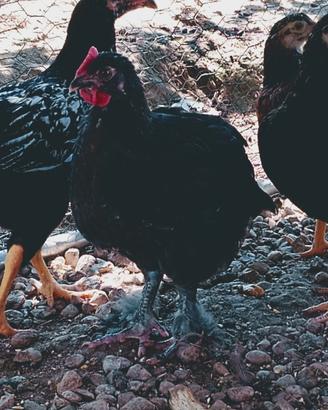 Galletto Marans 2 mesi
