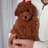 Barboncina toy red con pedigree ENCI