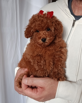 Barboncina toy red con pedigree ENCI
