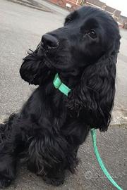 Cocker epagneul