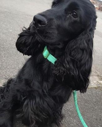 Cocker epagneul