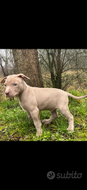 Cuccioli american pitbull terrier UKC