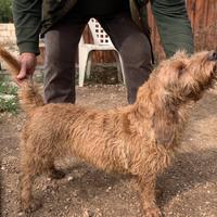 Basset fauve de Bretagne