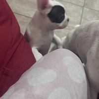 Bulldog francese