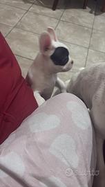 Bulldog francese