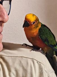 Conuro jandaia