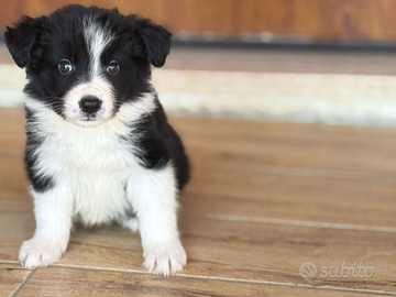 Border collie