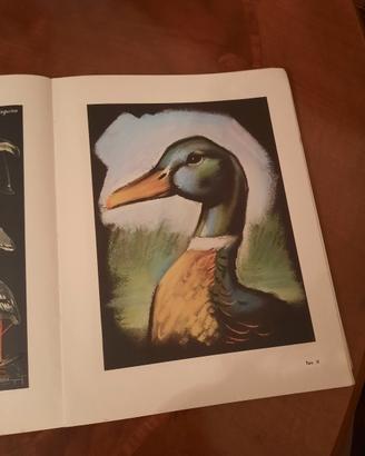 Libro vintage con modelli per disegno 