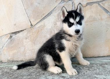 Siberian Husky