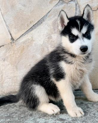 Siberian Husky