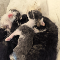 Norvegesi delle foreste