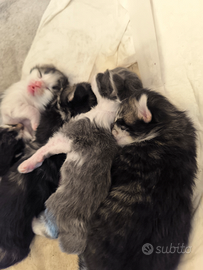 Norvegesi delle foreste