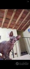 Gattina Don Sphynx