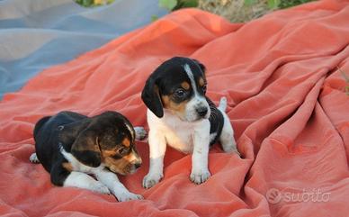 Cuccioli Beagle tricolore 2 mesi