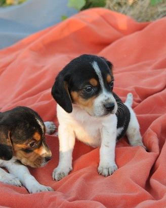 Cuccioli Beagle tricolore 2 mesi