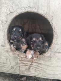 Jagd terrier