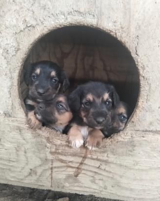 Jagd terrier
