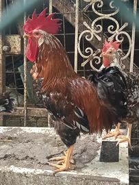 Gallo Millefiori di Lonigo
