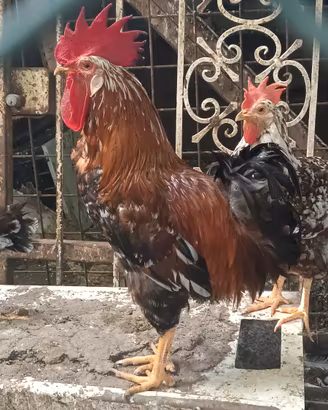 Gallo Millefiori di Lonigo