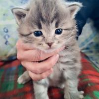 Cuccioli di gatto Siberiano