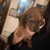 Bassotto fulvo merle