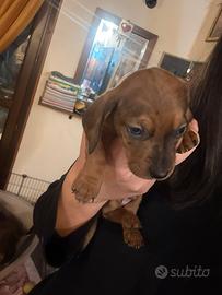 Bassotto fulvo merle