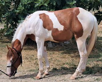 Paint Horse