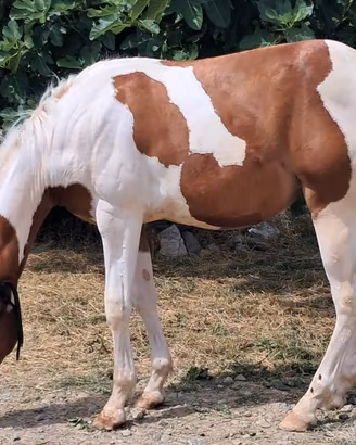 Paint Horse