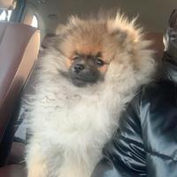 Cuccioli di Pomerania