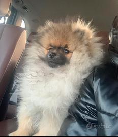 Cuccioli di Pomerania