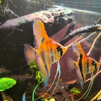 Pterophyllum scalare Manacapuru e Silver