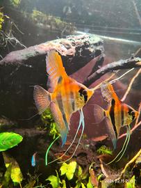 Pterophyllum scalare Manacapuru e Silver