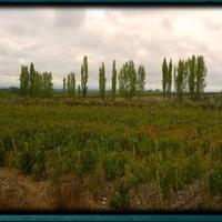 Vigneto e villa in mendoza argentina