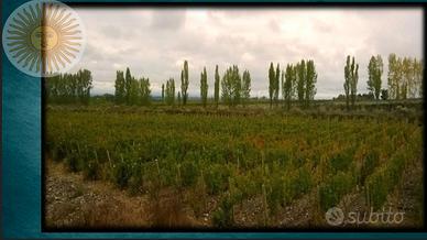 Vigneto e villa in mendoza argentina