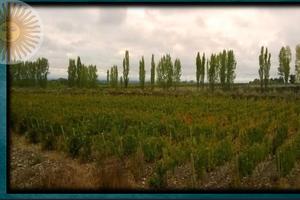 Vigneto e villa in mendoza argentina