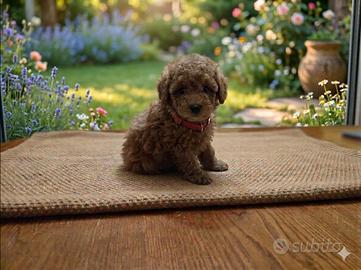 Barboncini TOY maschietti cuccioli