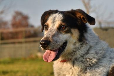 Adozione REX un timidone in canile a Roma nord