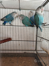 Inseparabili NT sessati