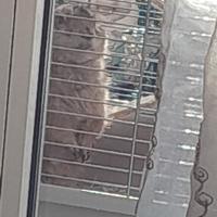 Cane della prateria cinisello