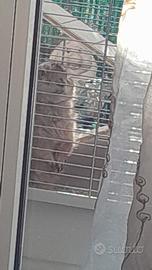 Cane della prateria cinisello