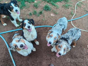 Cuccioli pastore australiano Australian shepperd