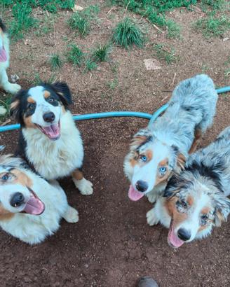 Cuccioli pastore australiano Australian shepperd