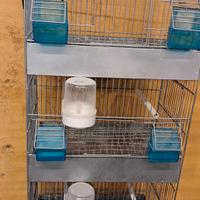 gabbie uccelli lombardia  Brescia 