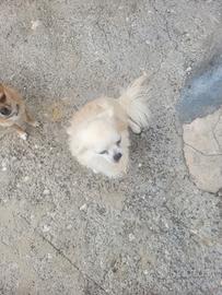 Chihuahua 2 a pelo lungo e a pelo corto