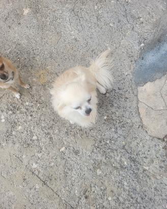 Chihuahua 2 a pelo lungo e a pelo corto