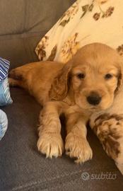 Cuccioli cocker spaniel