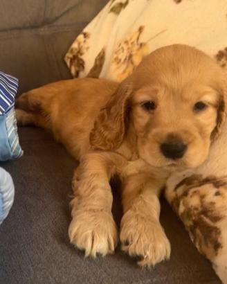 Cuccioli cocker spaniel