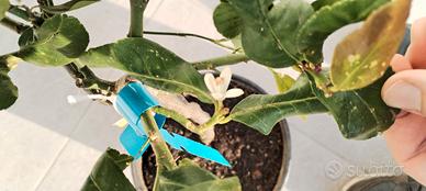 pianta limone carubaro 4 stagioni 